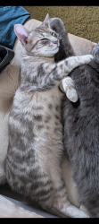 Lost Male Cat last seen French Creek Park, Morrison, IL 61270