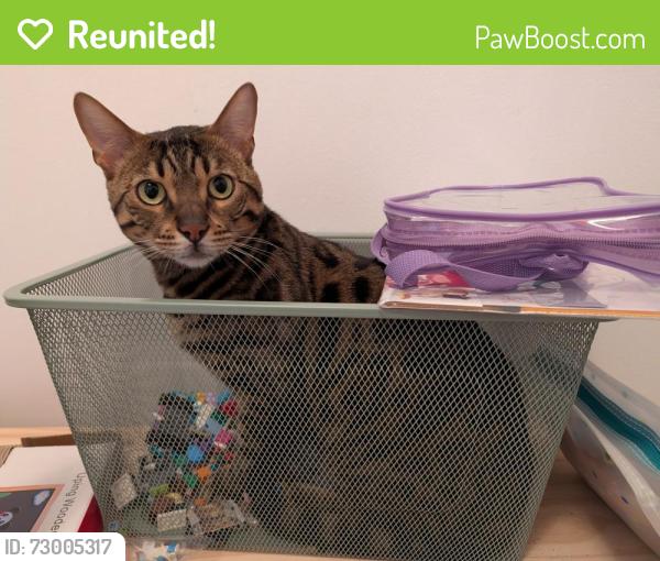 Reunited Male Cat last seen Cote St Luc and Coolbrook, Montréal, QC H3X 2K6