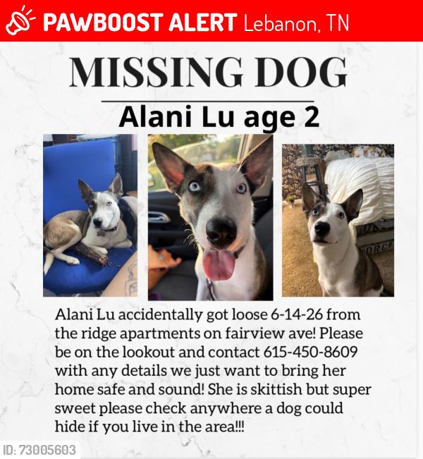 Lost Female Dog last seen Coles Ferry Pike, Jimmy floyd, don fox , Lebanon, TN 37087