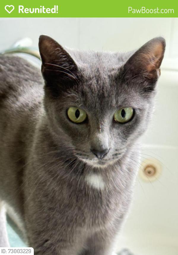 Reunited Female Cat last seen Arch Way behind Achieve Charter school across from PV high, Chico, CA 95928