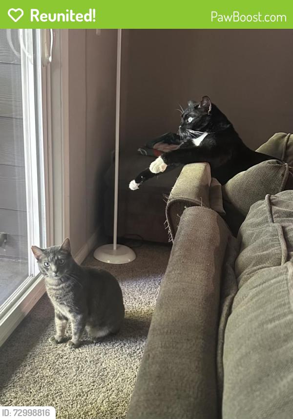 Reunited Male Cat last seen Near Natomas blvd , Sacramento, CA 95835