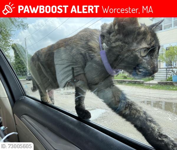 Lost Female Cat last seen Montigue street , Worcester, MA 01603