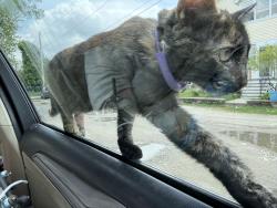 Lost Female Cat last seen Montigue street , Worcester, MA 01603