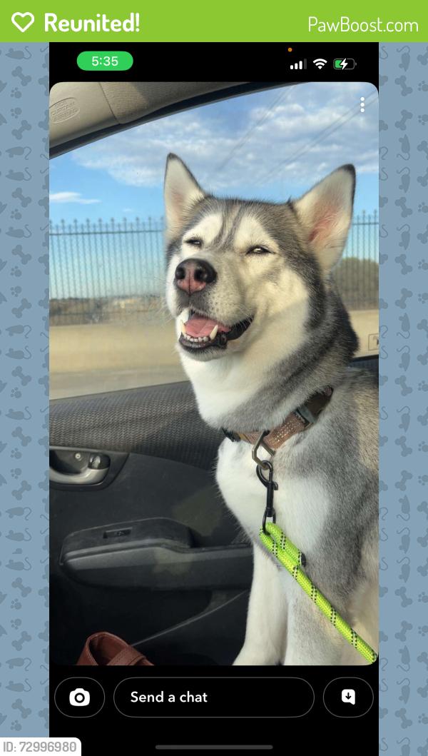 Reunited Female Dog last seen Cottonwood creek neighborhood, San Marcos, San Marcos, TX 78666