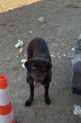 Lost Female Dog last seen Cobalt and Arvila Dr, Victorville, CA 92392
