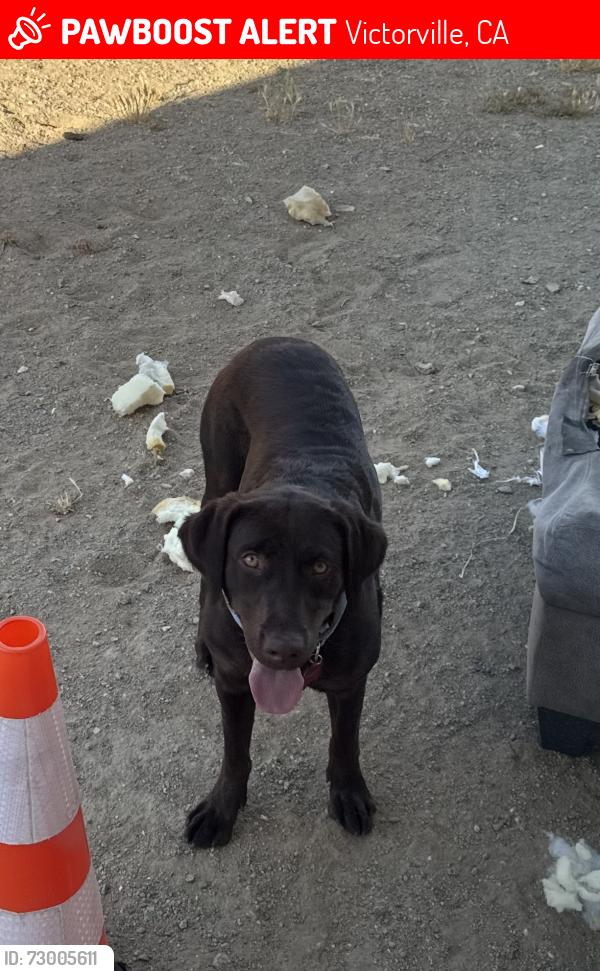 Lost Female Dog last seen Cobalt and Arvila Dr, Victorville, CA 92392
