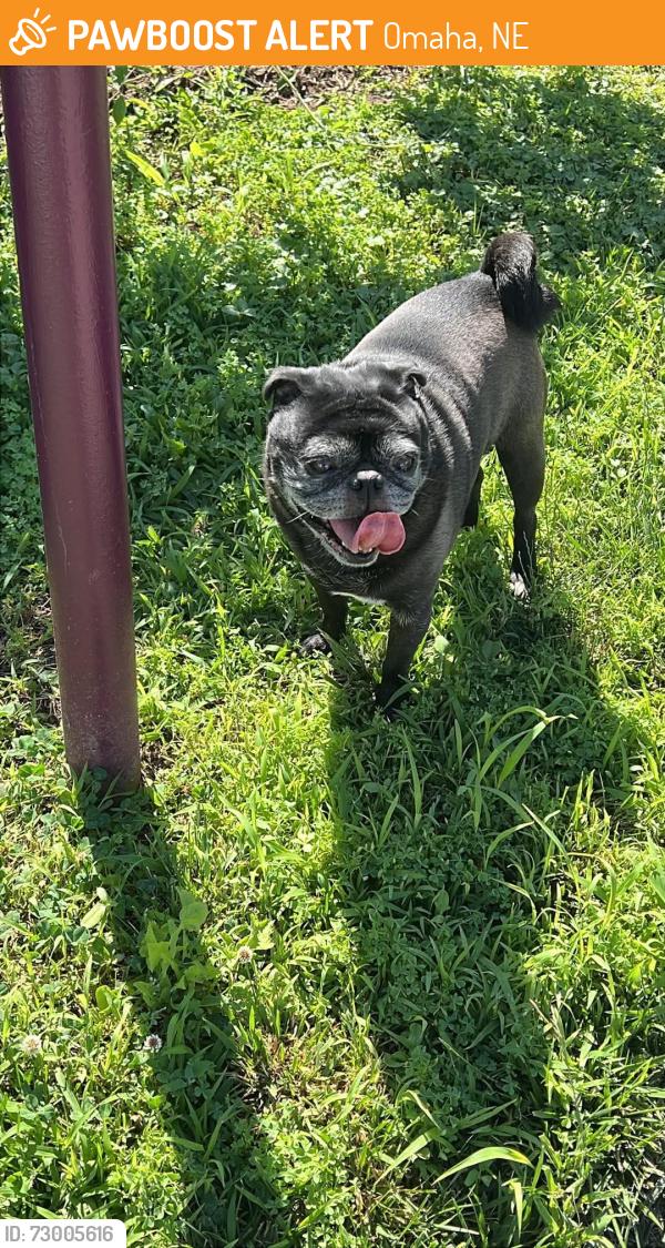 Found/Stray Male Dog last seen 42nd and U, Omaha, NE 68107