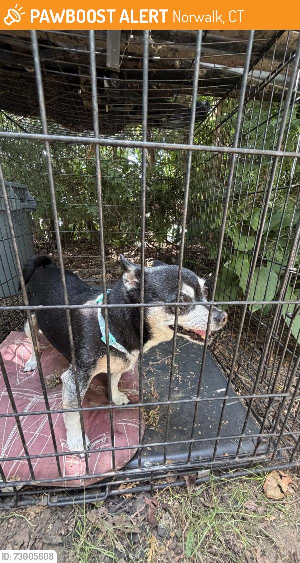 Found/Stray Female Dog last seen Near Winfield street, Norwalk, CT 06855