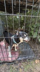 Found/Stray Female Dog last seen Near Winfield street, Norwalk, CT 06855