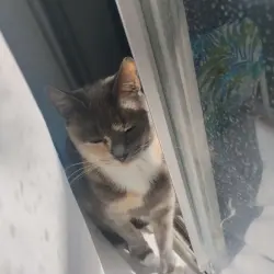 Reunited Female Cat last seen Outside of my house, Las Vegas, NV 89110