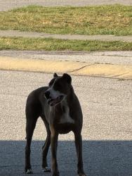 Found/Stray Female Dog last seen Victory way, Fayetteville, NC 28307