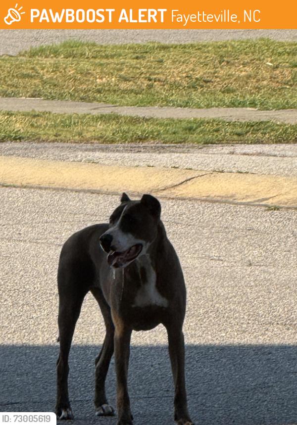 Found/Stray Female Dog last seen Victory way, Fayetteville, NC 28307