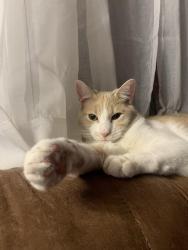 Lost Male Cat last seen Old River rd, Birdsboro, PA 19508