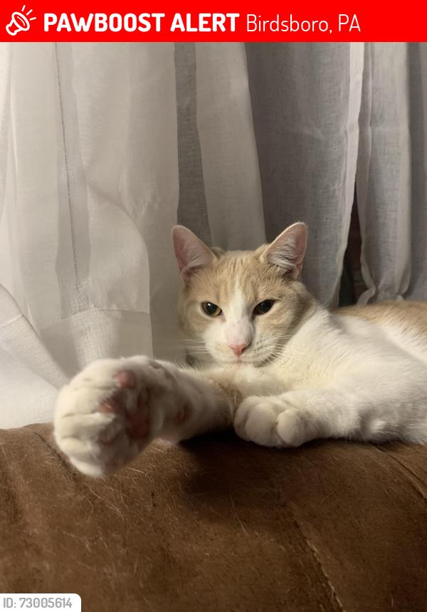 Lost Male Cat last seen Old River rd, Birdsboro, PA 19508