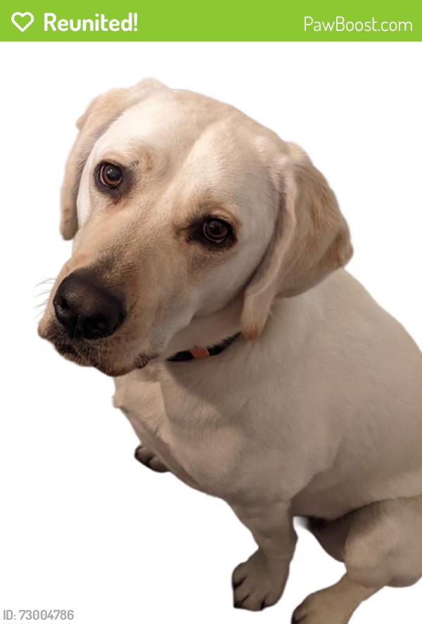 Reunited Female Dog last seen Near Monongahela St, San Diego, CA 92117, USA, San Diego, CA 92117