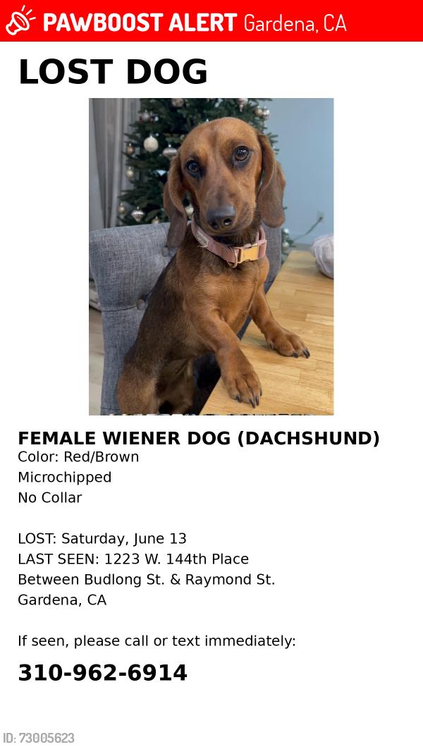 Lost Female Dog last seen Budlong & Raymond , Gardena, CA 90247