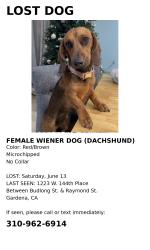 Lost Female Dog last seen Budlong & Raymond , Gardena, CA 90247