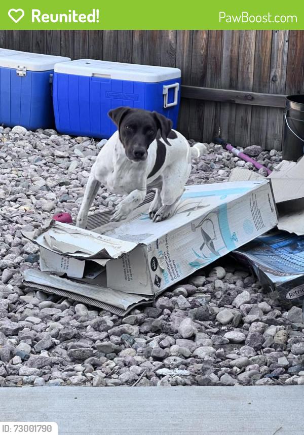 Reunited Female Dog last seen Lindenmeier and E Suniga, Fort Collins, CO 80524