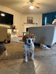 Lost Male Dog last seen Arbor Grove Pool, Waxahachie, TX 75165