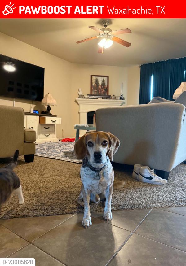 Lost Male Dog last seen Arbor Grove Pool, Waxahachie, TX 75165