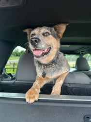 Found/Stray Male Dog last seen Santa Fe and Covell, Edmond, OK 73012