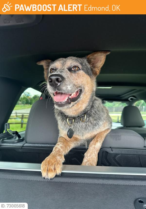 Found/Stray Male Dog last seen Santa Fe and Covell, Edmond, OK 73012