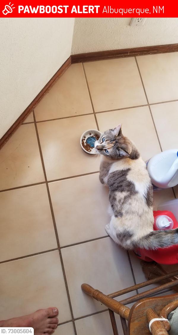 Lost Female Cat last seen Tesuque and Homestead, Albuquerque, NM 87120
