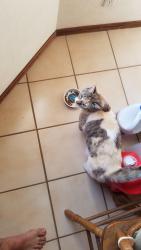 Lost Female Cat last seen Tesuque and Homestead, Albuquerque, NM 87120