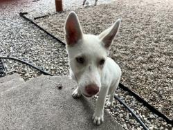 Found/Stray Female Dog last seen W Capps and Travis by Hemphill, Fort Worth, TX 76110