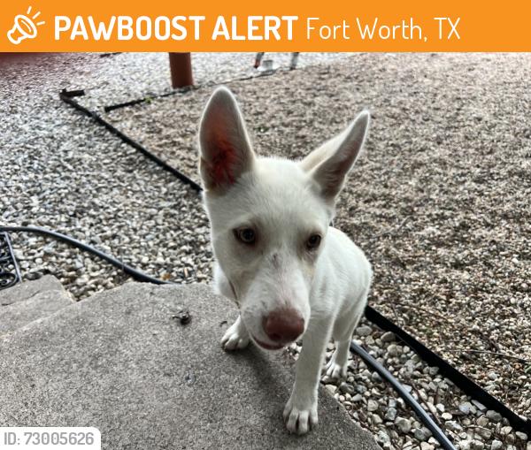 Found/Stray Female Dog last seen W Capps and Travis by Hemphill, Fort Worth, TX 76110
