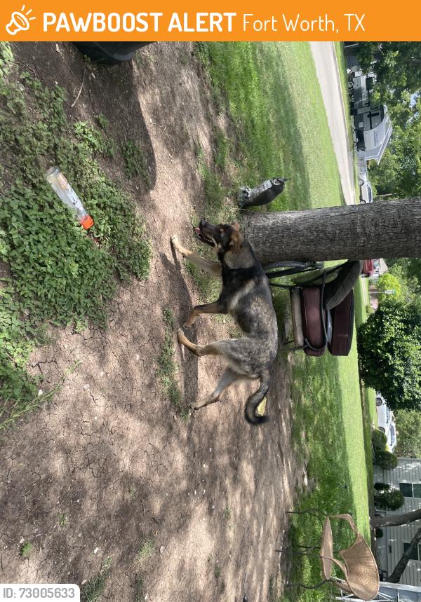 Found/Stray Male Dog last seen Marks Pl and Southwest Blvd, Fort Worth, TX 76116
