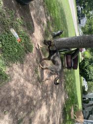 Found/Stray Male Dog last seen Marks Pl and Southwest Blvd, Fort Worth, TX 76116