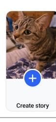 Lost Female Cat last seen Tree lined area near swamp and farm. Car lot across from welcome center entrance and bathrooms, Emmitsburg, MD 21727