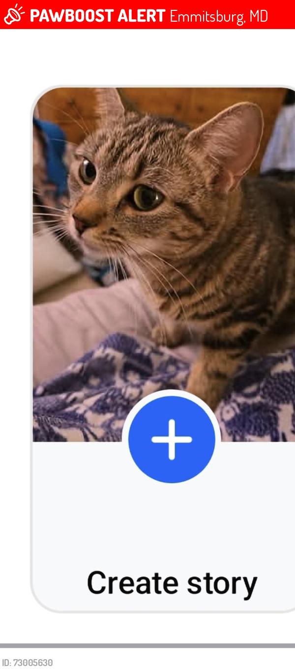 Lost Female Cat last seen Tree lined area near swamp and farm. Car lot across from welcome center entrance and bathrooms, Emmitsburg, MD 21727