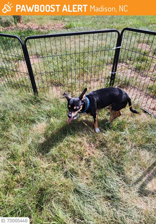 Found/Stray Male Dog last seen Mineral springs rd , Madison, NC 27025