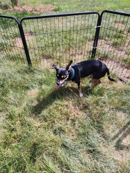 Found/Stray Male Dog last seen Mineral springs rd , Madison, NC 27025