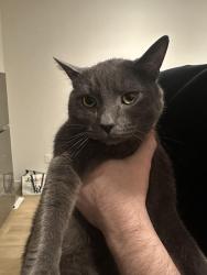 Lost Male Cat last seen Between 94 and 95th street building located by taco trucks, Queens, NY 11435