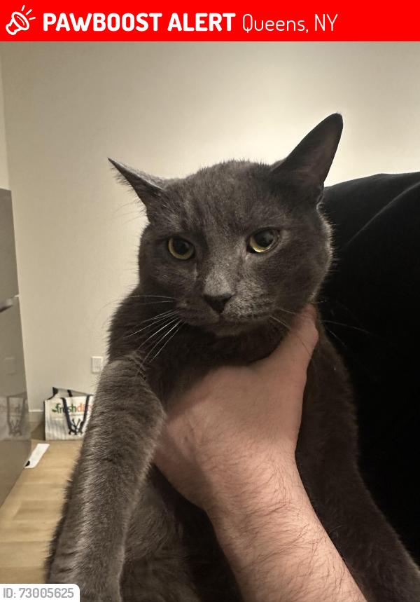 Lost Male Cat last seen Between 94 and 95th street building located by taco trucks, Queens, NY 11435
