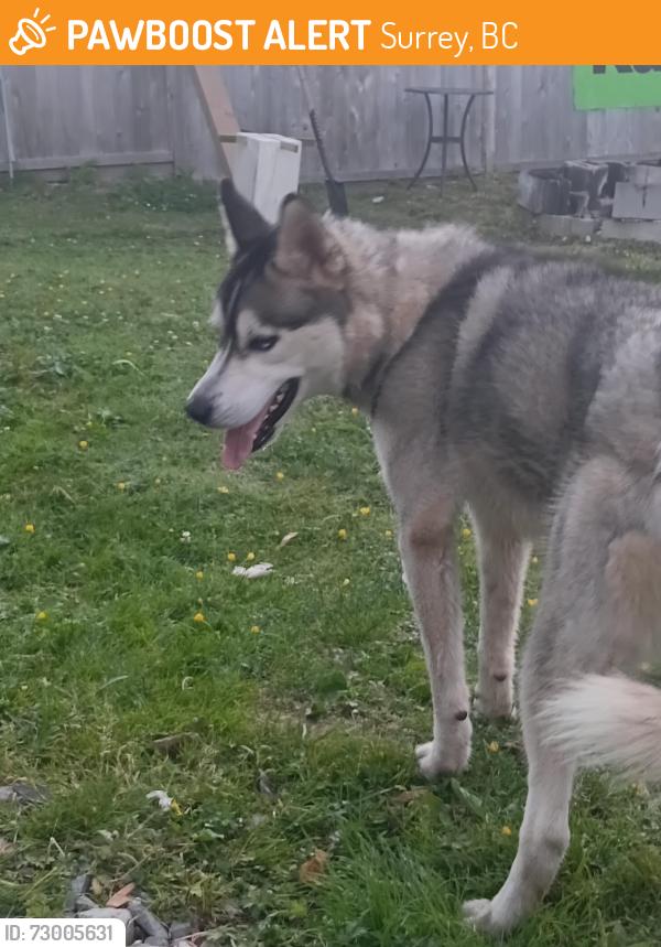 Found/Stray Male Dog last seen Speedywash on 84th and king gorge , Surrey, BC 