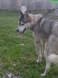 Found/Stray Male Dog last seen Speedywash on 84th and king gorge , Surrey, BC 