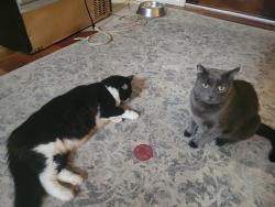 Reunited Male Cat last seen celestial village back ponds, Star, ID 83669