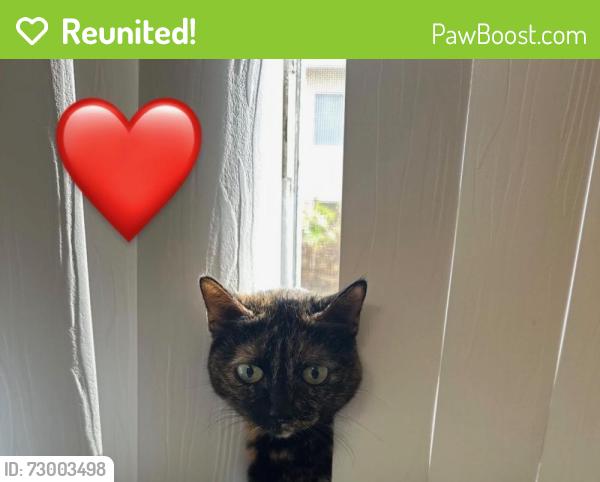 Reunited Female Cat last seen Near Arroyo Ln, Norwalk, CA 90650, USA, Norwalk, CA 90650