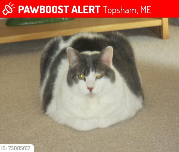 Lost Female Cat last seen Trailer Park Lisbon Road, Topsham, ME 04086