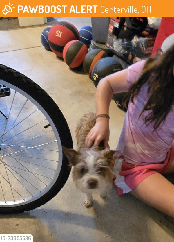 Found/Stray Unknown Dog last seen Brainard Woods & Seminary View, Centerville, OH 45458