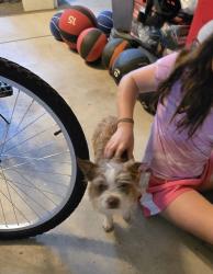 Found/Stray Unknown Dog last seen Brainard Woods & Seminary View, Centerville, OH 45458