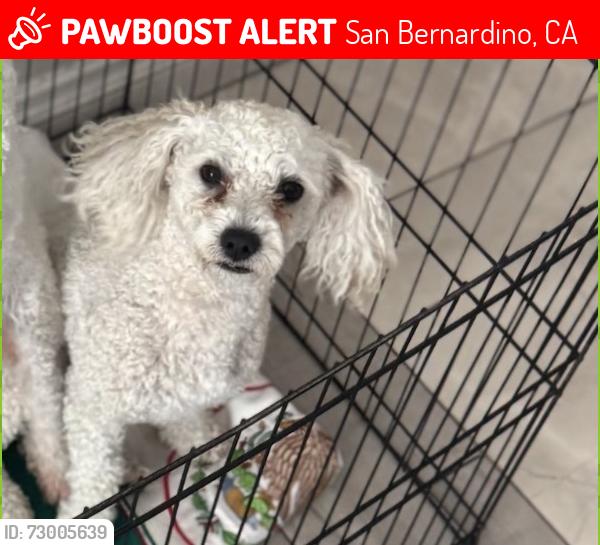 Lost Male Cat last seen Wouldnt know, San Bernardino, CA 92407