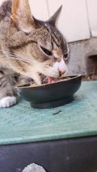 Found/Stray Male Cat last seen Near Glencoe High-school neighborhood, Hillsboro, OR 97124