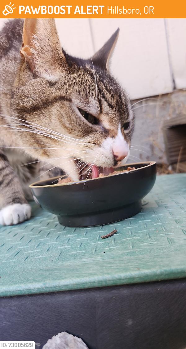 Found/Stray Male Cat last seen Near Glencoe High-school neighborhood , Hillsboro, OR 97124