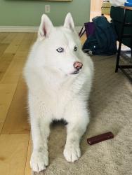 Reunited Male Dog last seen Western & Falena, Torrance, CA 90501