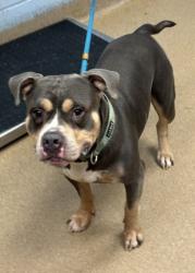 Shelter Stray Male Dog last seen I 285 @ BOULDERCREST, 30316, GA, 3280 Chamblee Dunwoody Rd, Chamblee, GA 30341, USA